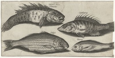 ボーグ、パーチ、ガジョン、そして未知の魚 釣り（連載タイトル） Piscivm vivae アイコン (シリーズ タイトル) 作： Pierre Firens