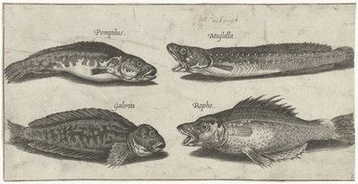 フォークタラ、ハタ、ツノブレニー、黒魚 釣り（連載タイトル） Piscivm vivae アイコン (シリーズ タイトル) 作： Pierre Firens
