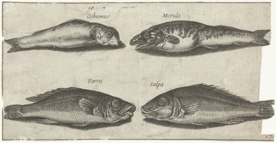 ハゼ、ハゼ、ホワイティング、その他の魚 釣り（連載タイトル） Piscivm vivae アイコン (シリーズ タイトル) 作： Pierre Firens