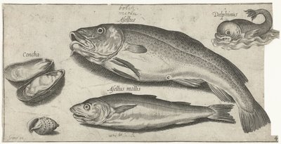 タラ、ホワイティング、イルカ、貝殻 釣り（連載タイトル） Piscium v​​ivae アイコン (シリーズ タイトル) 作： Pierre Firens