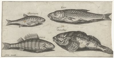 コイ、ミノー、ナマズ、パーチ 釣り（連載タイトル） Piscium v​​ivae アイコン (シリーズ タイトル) 作： Pierre Firens