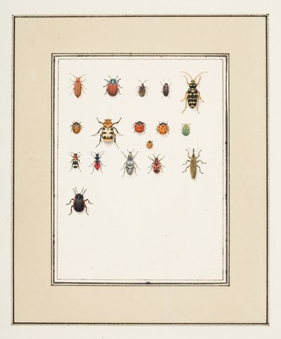カブトムシ、1755〜65年頃（紙に水彩） 作： Pierre Francois Ledoulx