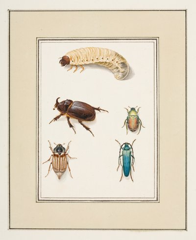 カブトムシ、1755〜65年頃（紙に水彩） 作： Pierre Francois Ledoulx