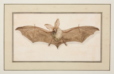 茶色の耳の長いコウモリ、1755〜65年頃（紙に水彩） 作： Pierre Francois Ledoulx