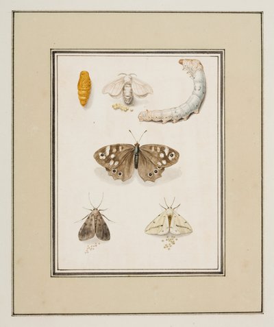 Perhosia, yöperhosia ja toukkia, n. 1755-65 (akvarelli paperille) 作： Pierre Francois Ledoulx