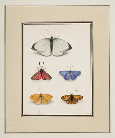 蝶、1755〜65年頃（紙に水彩） 作： Pierre Francois Ledoulx