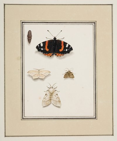 Borboletas, c.1755-65 (aquarela sobre papel) 作： Pierre Francois Ledoulx