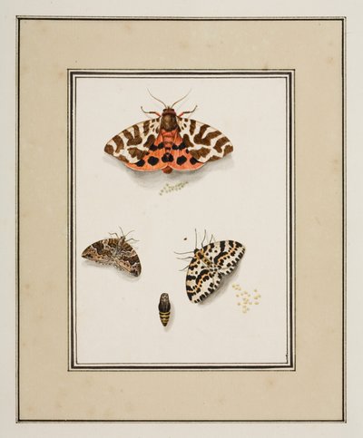 蝶、1755〜65年頃（紙に水彩） 作： Pierre Francois Ledoulx
