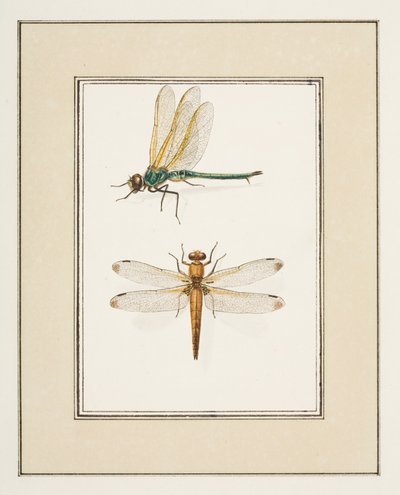 トンボ、1755～65年頃（紙に水彩） 作： Pierre Francois Ledoulx