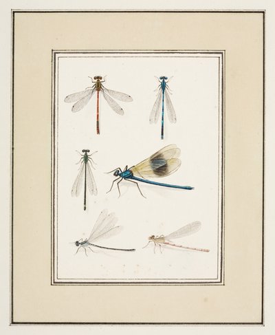 トンボ、1755～65年頃（紙に水彩） 作： Pierre Francois Ledoulx