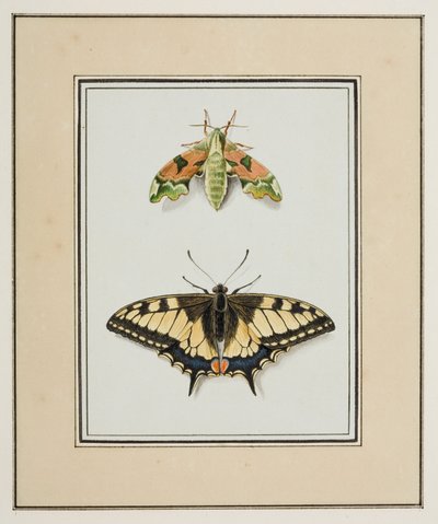 オオスカシバと旧世界のアゲハチョウ、1755〜65年頃（紙に水彩） 作： Pierre Francois Ledoulx