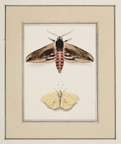 Privet Hawk MothとCommon Brimstone、1755-65年頃（紙に水彩） 作： Pierre Francois Ledoulx