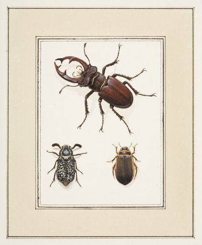 クワガタ、チェーファー、ゲールゲランデのカブトムシ、1755〜65年頃（紙に水彩） 作： Pierre Francois Ledoulx