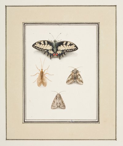 Swallowtail Butterfly, Mayfly and Two Moths, c.1755-65 (watercolor on paper)   1440655   ja       japanese Successfully Translated  Original: The Intrigue Translat: The Intrigue 1452910 ja japanese Successfully Translated Original: Ceiling fresco, Mausoleu 作： Pierre Francois Ledoulx