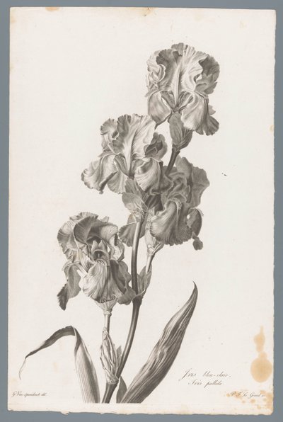 ダルマチア アイリス 水色の虹彩 / Iris pallida (オブジェクトのタイトル) 自然が生んだ花 (…) (連載タイトル) 作： Pierre François Legrand