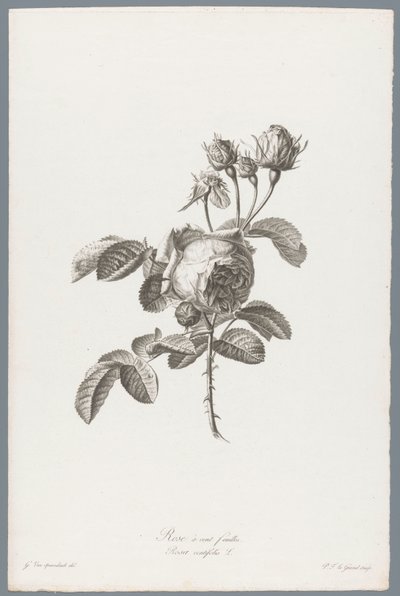 ホンダブラディジ ルース 百葉のバラ / Rosa centifolia L. (オブジェクトのタイトル) 自然が生んだ花 (…) (連載タイトル) 作： Pierre François Legrand