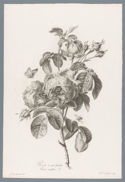 ホンダブラディジ ルース 百葉のバラ / Rosa centifolia L. (オブジェクトのタイトル) 自然が生んだ花 (…) (連載タイトル) 作： Pierre François Legrand