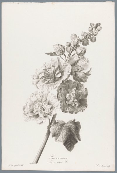 ストクロース 葵 / Alcea rosea L. (オブジェクトのタイトル) 自然が生んだ花 (…) (連載タイトル) 作： Pierre François Legrand