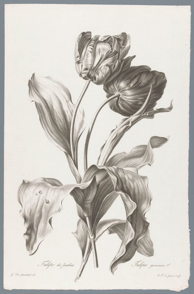 タルプ Garden Tulip / Tulipa gesneriana L. (オブジェクトのタイトル) 自然が生んだ花 (…) (連載タイトル) 作： Pierre François Legrand