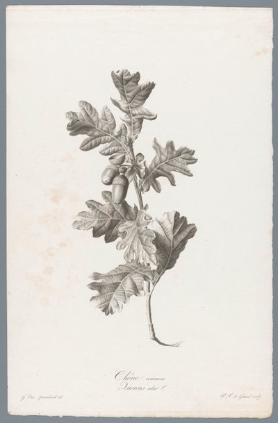 ゾメリク コモンオーク/Quercus robur L. (オブジェクトのタイトル) 自然が生んだ花 (…) (連載タイトル) 作： Pierre François Legrand