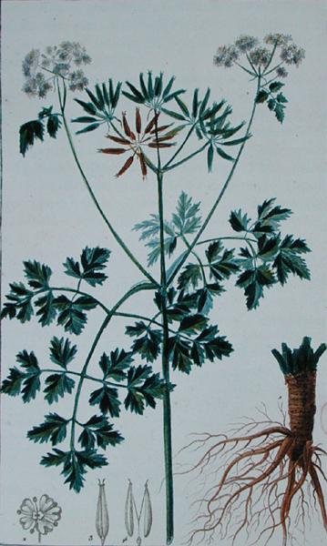 フランソワ・ピエール・ショーメトン（1775-1819）の「Flore du Dictionnaire des sciences medicales」（1813-1820年刊）から、チャービルを描いた植物図版（カラーエングレーヴィング）。 作： Pierre Jean Francois (after) Turpin