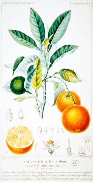 Citrus Aurantium or Seville Orange , c.1820 (colour engraving) 作： Pierre Jean Francois (after) Turpin