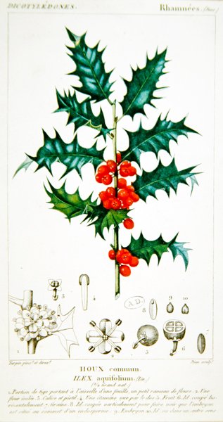 ホリー（Ilex aquifolium）ボタニカルプレート、1820年頃（カラーリトグラフ） 作： Pierre Jean Francois (after) Turpin