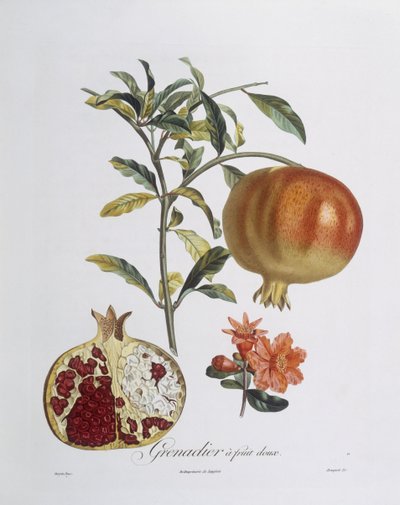 Henry Louis Duhamel du Monceauが彫刻したザクロ（Punica granatum）（彩色済みエングレービング 作： Pierre Jean Francois (after) Turpin