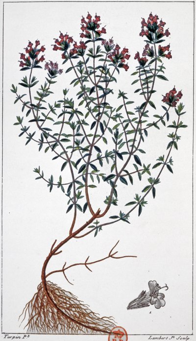 Thyme, c.1850 (engraving)   1462913   ja       japanese Successfully Translated  Original: The Enchantress Translat: The Enchantress 1436537 ja japanese Successfully Translated Original: Apollo Preceding Hector with His Aegis, and Dispersing the Greeks, Fu 作： Pierre Jean Francois (after) Turpin