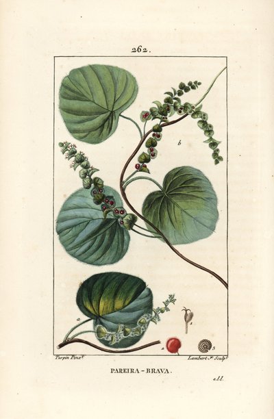 アブタ - 花、葉、蔓、果実を持つ野生のつる植物、アブタ（Cissampelos pareira）。Chaumeton, Poiret and Chamberetの "La Flore Medicale "からPierre Jean-Francois Turpinが描いたものをLambert Juniorが手彩色のスティプル銅版画にしたもの。 作： Pierre Jean Francois Turpin