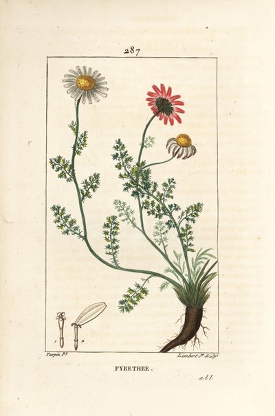 アフリカの除虫菊 - スペインのペリトリー、花、葉、茎、根を持つAnthemis pyrethrum（Anacyclus pyrethrum）。ピエール・ジャン・フランソワ・テュルパンが描いた絵をランベール・ジュニアが手彩色のスティプル銅版画にしたもので、「Chaumeton, Poiret and Cham」より。 作： Pierre Jean Francois Turpin
