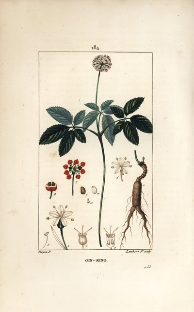 American ginseng ou a cinq leaflets - Ginseng, Panax quinquefolium, with flower, leaf, seed and root.Chaumeton, Poiret and Chamberetの「La Flur」からPierre Jean-Francois Turpinが描いた絵をLambert Juniorが手彩色のスティプル銅版画にしたもの。 作： Pierre Jean Francois Turpin