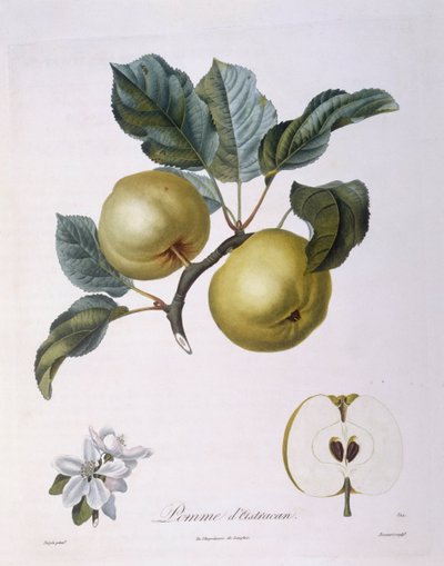 リンゴ「Pomme d