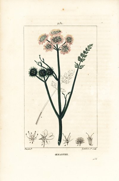 Oenanthe aquatica（水性オエナンテまたは水フェンネル） - Fine-leaved water dropwort（ヒレハリソウ）。Chaumeton, Poiret and Chamberetの "La Flore Medicale, Pari "に掲載されたPierre Jean-Francois Turpinの絵をもとにLambert Juniorが描いた手彩色のスティップル銅版画。 作： Pierre Jean Francois Turpin