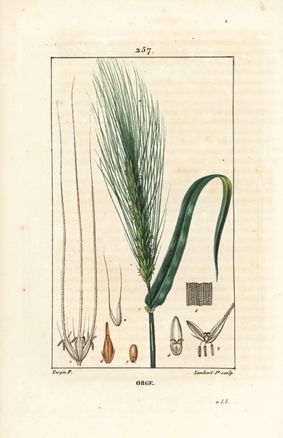大麦 - 大麦（Hordeum vulgare）、茎、葉、種子の穂を示す。Chaumeton, Poiret and Chamberetの "La Flore Medicale, Paris, Panckouck "に掲載されているPierre Jean-Francois Turpinの絵をもとにLambert Juniorが描いた手彩色のスティプル銅版画。 作： Pierre Jean Francois Turpin