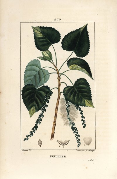 黒ポプラ（Populus nigra）の木、葉、茎、種付き。ショーメトン、ポワレ、シャンベの "La Flore Medicale"（パリ、パンクック）に掲載されたピエール・ジャン＝フランソワ・テュルパンの絵をもとに、ランベール・ジュニアが描いた手彩色のスティプル銅版画。 作： Pierre Jean Francois Turpin