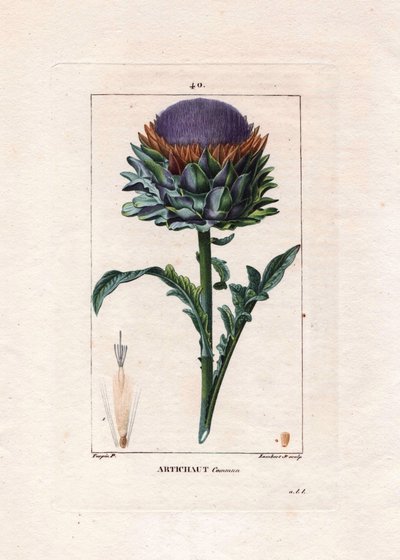 植物：アーティチョーク - アーティチョークの植物、葉と花、Cynara cardunculus。Chaumeton, Poiret et Chamberetの "La Flore Medicale", Paris, Panckoucに掲載されたPierre Jean-Francois Turpinの絵をもとにLambertが描いた手彩色のスティップル銅版画。 作： Pierre Jean Francois Turpin
