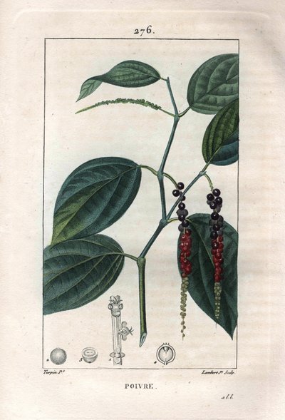 植物学的には、黒コショウ（Piper nigrum）の葉と実を指します。Chaumeton, Poiret et Chamberetの "La Flore Medicale", Paris, PanckよりPierre Jean-Francois Turpinが描いたものをLambertが手彩色のスティプル銅版画にしたもの。 作： Pierre Jean Francois Turpin