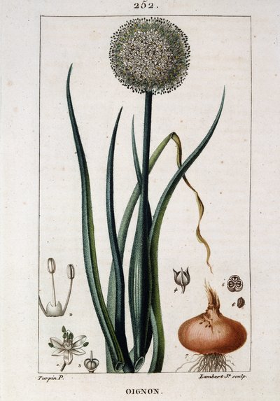 Chaumeton Chamberet et Poiretの「Flora médicale」に掲載されているタマネギの植物図鑑。絵はE.ペンクロートとJ.F.テュルパンが担当。Ed.Penckroute.パリ 作： Pierre Jean Francois Turpin