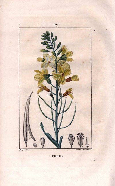 キャベツの花（Brassica oleracea）。Chaumeton, Poiret et Chamberetの "La Flore Medicale", Paris, Panckouckeに掲載されたPierre Jean-Francois Turpinの絵をもとにLambertが描いた手彩色のスティップル銅版画。 作： Pierre Jean Francois Turpin