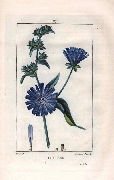 Botanical: chicoree with flower - Chicory plant and flower, Cichorium intybus.Chaumeton, Poiret et Chamberetの "La Flore Medicale", Paris, Panckoucに掲載されたPierre Jean-Francois Turpinの絵をもとにLambertが描いた手彩色のスティップル銅版画。 作： Pierre Jean Francois Turpin