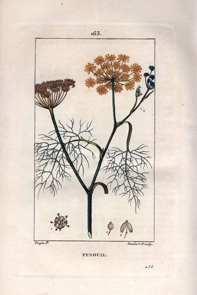 植物学の話フェンネル、ウイキョウ、Foeniculum vulgare。Chaumeton, Poiret et Chamberetの "La Flore Medicale", Paris, Panckouckeに掲載されたPierre Jean-Francois Turpinの図面をもとにLambertが描いた手彩色のスティップル銅版画。 作： Pierre Jean Francois Turpin