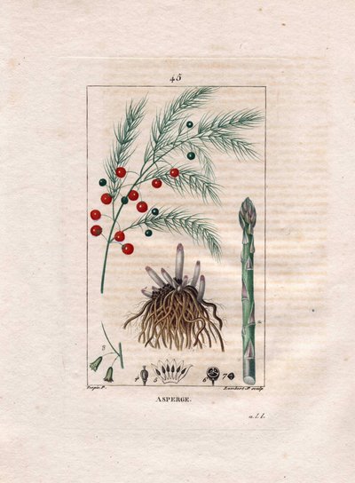 植物学：アスパラガス - アスパラガスの根、花、果実、Asparagus officinalis。Chaumeton, Poiret et Chamberetの "La Flore Medicale, Paris, Panckoucke "に掲載されたPierre Jean-Francois Turpinの絵をもとにLambertが描いた手彩色のスティプル銅版画。 作： Pierre Jean Francois Turpin