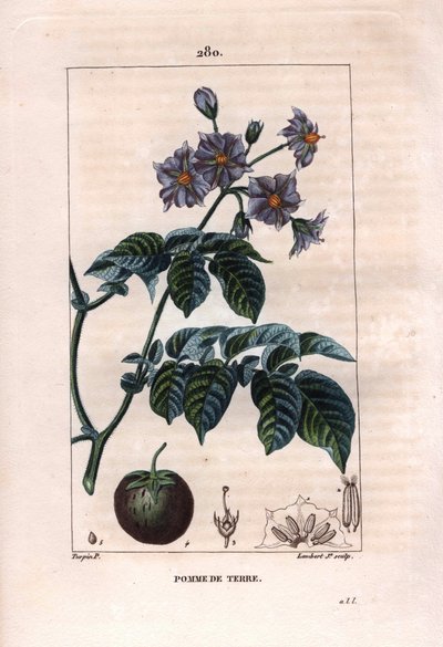 植物学：じゃがいも - じゃがいもの植物、花、果実、Solanum tuberosum。Chaumeton, Poiret et Chamberetの "La Flore Medicale", Paris, Panckouckeに掲載されたPierre Jean-Francois Turpinの絵をもとにLambertが描いた手彩色のスティップル銅版画。 作： Pierre Jean Francois Turpin