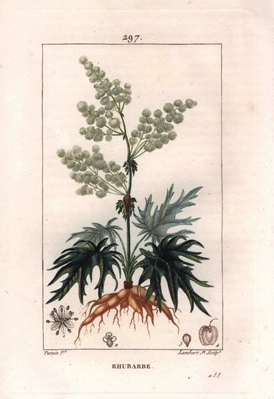 植物学：ルバーブ - ルバーブ植物、葉と根、Rheum rhabarbarum。Chaumeton, Poiret et Chamberetの "La Flore Medicale, Paris, Panckoucke "に掲載されたPierre Jean-Francois Turpinの絵をもとにLambertが描いた手彩色のスティプル銅版画。 作： Pierre Jean Francois Turpin