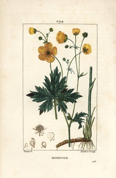 キンポウゲ - 花、葉、茎、根を持つ直立したカラスノエンドウ（Ranunculus acris）。Chaumeton, Poiret and Chamberetの "La Flore Medicale, Pa "に掲載されているPierre Jean-Francois Turpinの絵をもとにLambert Juniorが描いた手彩色のスティップル銅版画。 作： Pierre Jean Francois Turpin