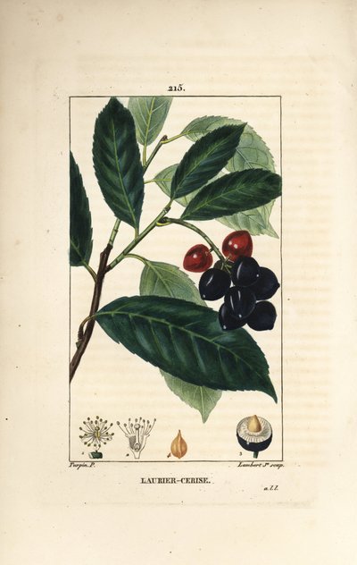 チェリーローレル - Prunus laurocerasus（チェリーローレル）、葉、果実、種子付き。パリで出版されたChaumeton, Poiret and Chamberetの "La Flore Medicale "に掲載されたPierre Jean-Francois Turpinの絵をもとに、Lambert Juniorが手彩色のスティプル銅版画を制作した。 作： Pierre Jean Francois Turpin