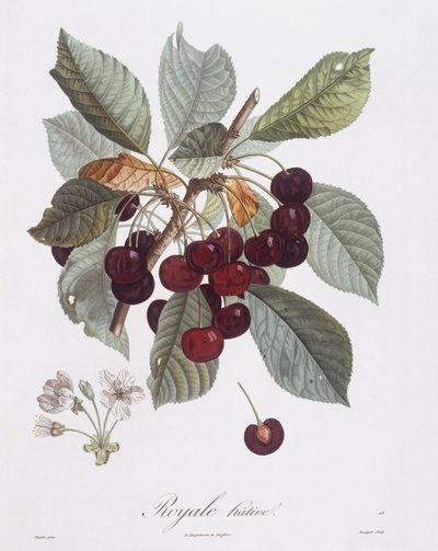桜の木（Prunus avium）、Henry Louis Duhamel du Monceau、Pierre Jean Francois Turpinによる植物画プレート 作： Pierre Jean Francois Turpin