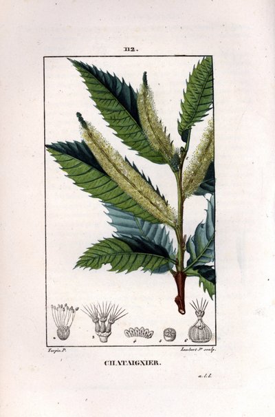 栗の枝 - 甘栗の木（Castanea sylvestris）。Chaumeton, Poiret et Chamberetの "La Flore Medicale", Paris, PanckouckeのPierre Jean-Francois Turpinの絵をLambert Juniorが手彩色のスティプル銅版画にしたもの。 作： Pierre Jean Francois Turpin