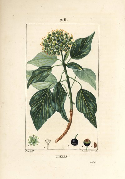 クライミングアイビー - 一般的なツタ、Hedera helix（ヘデラ・ヘリックス）。Chaumeton, Poiret and Chamberetの "La Flore Medicale, Paris, Panckoucke "に掲載されたPierre Jean-Francois Turpinの絵をもとにLambert Juniorが描いた手彩色のスティプル銅版画。 作： Pierre Jean Francois Turpin